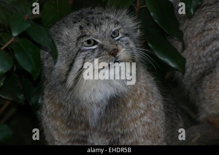 Central Asian  Pallas's cat or manul (Otocolobus manul, Felis manul) Stock Photo