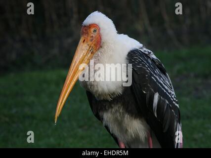 Painted Stork (Mycteria leucocephala) close-up of upper body and head,  facing camera Stock Photo