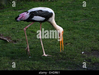 Painted Stork (Mycteria leucocephala) walking and foraging Stock Photo