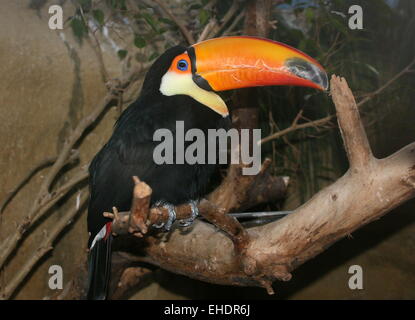 Common or Toco Toucan (Ramphastos toco), native to South America, captive bird at Rotterdam Blijdorp Zoo,The Netherlands Stock Photo