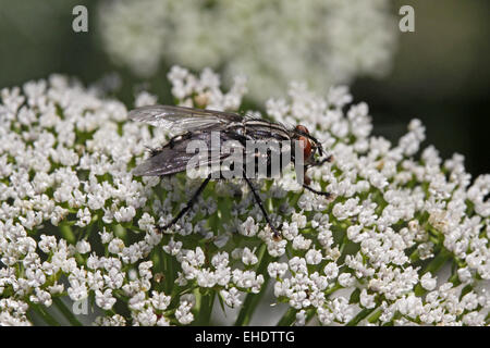 Sarcophaga carnaria, gray flesh fly Stock Photo