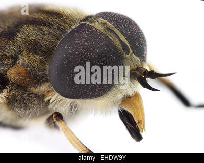 Horsefly look (Tabanus sp.) Stock Photo