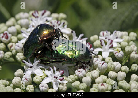 rose chafer Stock Photo