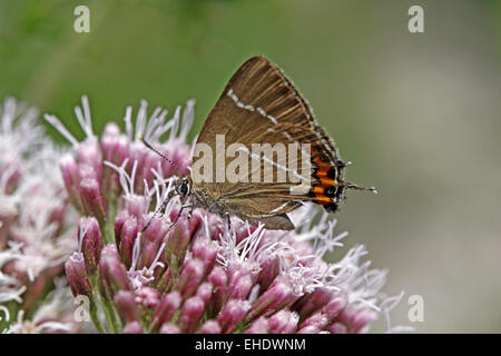 Satyrium w-album, elm Hairstreak Stock Photo