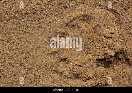 The paw prints of a leopard, Latin name Panthera Pardus fusca in the sand of a dry river bed in Morni hills, Punjab, India. Stock Photo