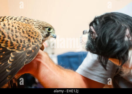 A side view of a lanner falcon on human hand and a pekingese dog looking at each other. Stock Photo
