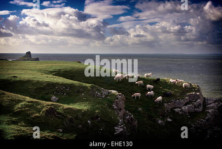 Gower Wales Worms Head headland sheep grazing on cliff edge over looking the sea blue sky with fluffy white clouds Stock Photo