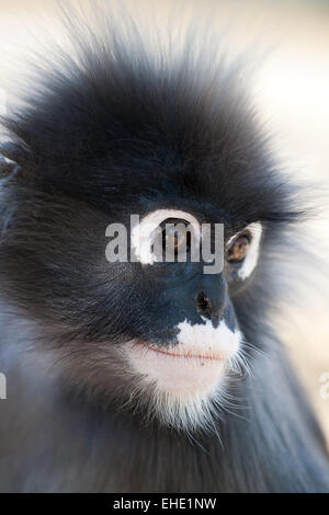 Dusky Leaf Monkey Stock Photo