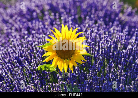 sunflower in lavender field, Provence, France Stock Photo