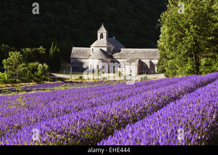 Senanque abbey, Provence, France Stock Photo