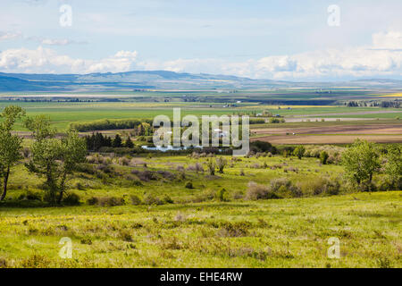 Canola fields and farmlands in Camas Prairie, Idaho County, Idaho during spring. Stock Photo