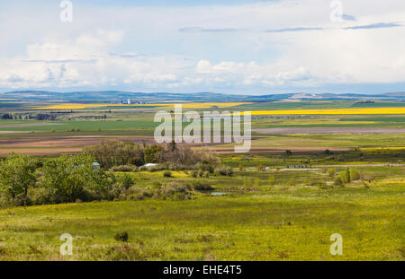 Canola fields and farmlands in Camas Prairie, Idaho County, Idaho during spring. Stock Photo