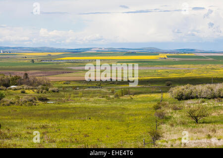 Canola fields and farmlands in Camas Prairie, Idaho County, Idaho during spring. Stock Photo