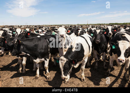 Holstein steers on feedlot to fatten up before being sent to a slaughterhouse for eventual sale to markets. La Junta, CO Stock Photo