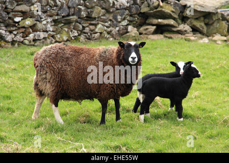 Zwartbles sheep / ewe & lambs / Austwick / Yorks Dales / Yorkshire / UK Stock Photo