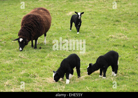 Zwartbles sheep / ewe & lambs / Austwick / Yorks Dales / Yorkshire / UK Stock Photo