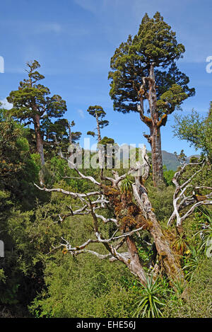 A New Zealand Cedar dominates a patch of alpine native forest Stock Photo