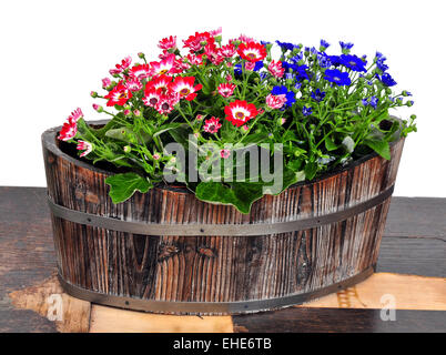 Cinerarie senecio cruentus Stock Photo