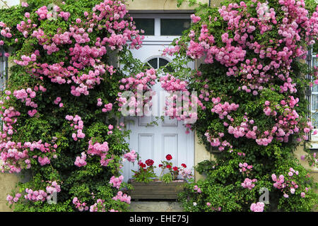 blooming facade, Normandy, France Stock Photo