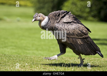 Andean condor (Vultur gryphus) Stock Photo