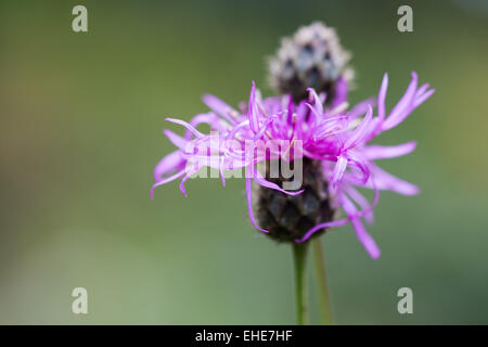 Skabiosen-Flockenblume - Centaurea scabiosa Stock Photo