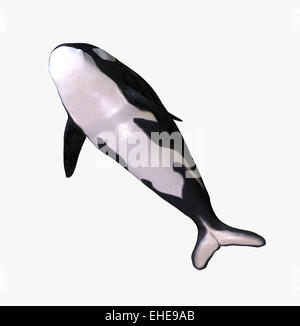 3D rendering of an orca killer whale calf isolated on white background ...