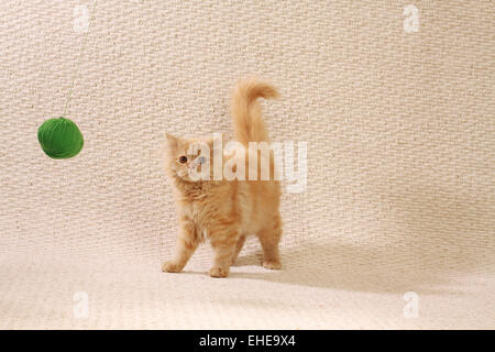 Mohair Cat