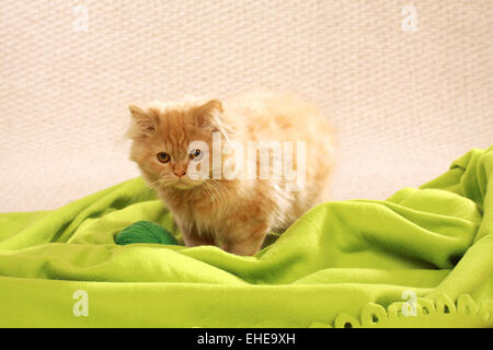 Mohair Cat
