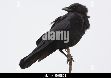 Carrion crow Stock Photo