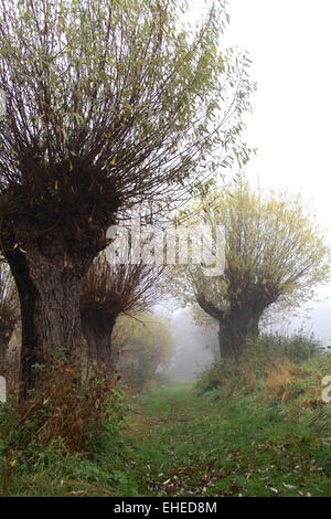 Willow trees in the fog in Saxony-Anhalt Stock Photo