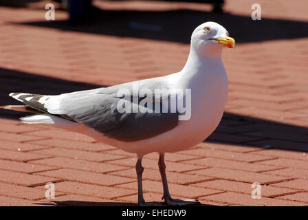 Seagull are standing on brick floor Stock Photo