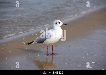 Seagull on the beach standing Stock Photo