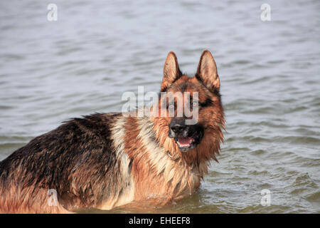 German sheep dog in water Stock Photo