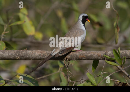 Male Namaqua dove (Oena capensis) perched on a branch. Stock Photo