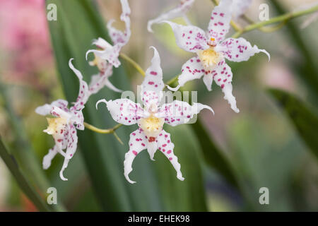 Odontioda Heatonensis x Oncidium 'Starlight' flowers. Stock Photo