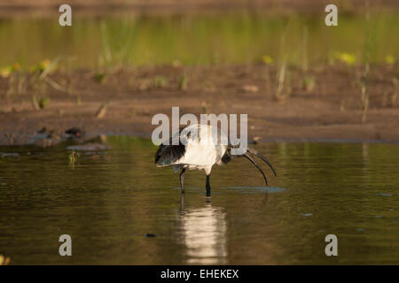 African sacred ibis (Threskiornis aethiopicus) Stock Photo