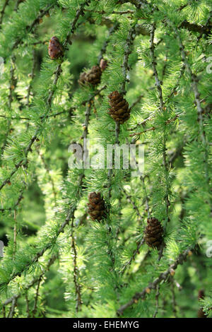 fir tree branch with pinecones closeup on white background Stock Photo ...