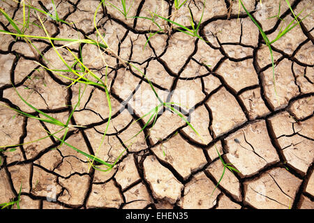 Green plants growing from cracked earth Stock Photo