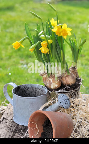 small watering can and pot  with daffodils in bloom on mulching Stock Photo