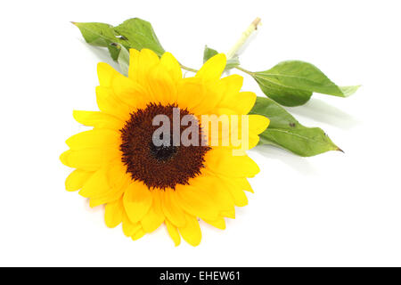 sunflower Stock Photo