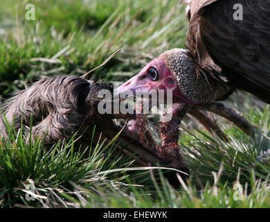 African Hooded vulture (Necrosyrtes monachus) feeding on a carcass Stock Photo