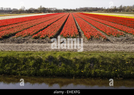 Tulip fieldnear Noordwijkerhout, Netherlands Stock Photo
