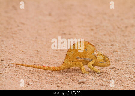 Flap-necked chameleon (Chamaeleo dilepis) Stock Photo