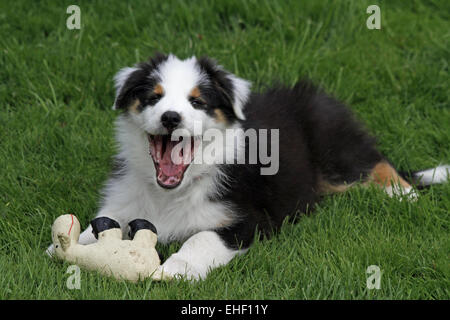 Puppy (Australian Shepherd) Stock Photo