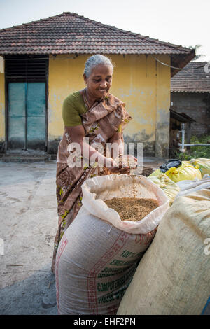 Woman holding Pokkali rice in her hands, backwaters, Ernakulam District, Kerala, India Stock Photo