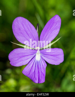 Horn Violet (Viola cornuta), Catalonia, Spain Stock Photo