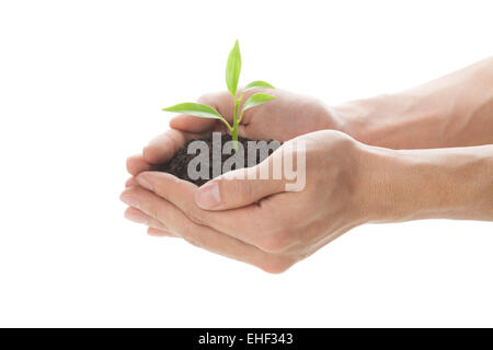 Hand held seedlings Stock Photo