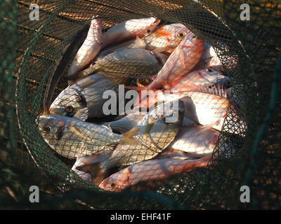Freshly caught various salt water fish in a net Stock Photo