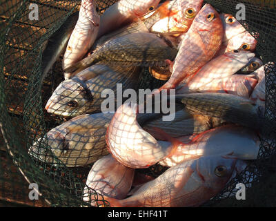 Freshly caught various salt water fish in a net Stock Photo