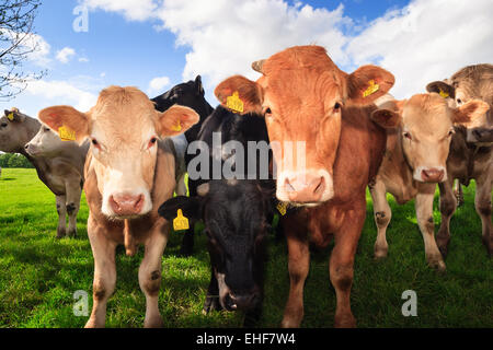 Very curious cow, on green pasture farmland, in rural North Yorkshire, England. On 28th May 2005 Stock Photo